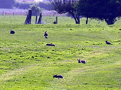 Lapins se nourrissant en groupe, à l'aube