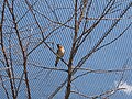 Thumbnail for File:Eastern Bluebird at Oklahoma City Zoo and Botanical Garden.jpg