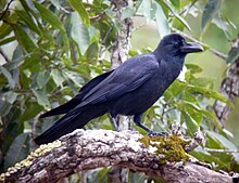 Eastern Jungle Crow Corvus levaillantii (Lesson, 1831) (7005384947).jpg