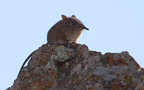 Descrierea imaginii Eastern Rock Elephant Shrew.jpg.