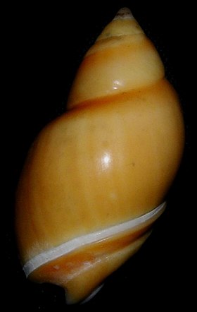 Vista superior da concha de Eburna lienardii. Espécime de Icapuí, Ceará, Brasil. O gênero Eburna compreende espécies de Ancillariidae do oeste do oceano Atlântico, com umbílico.[1]