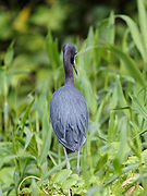 Egretta caerulea