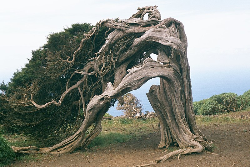 File:El Hierro Sabinar.JPG