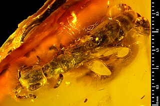 <span class="mw-page-title-main">Oise amber</span> Type of amber found in France