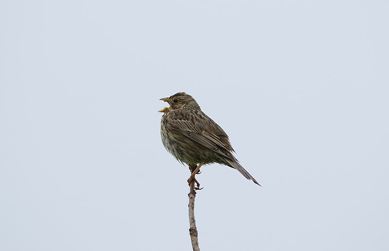 File:Emberiza calandra singing.jpg