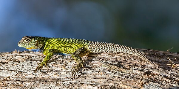 Emerald swift (Sceloporus malachiticus) Finca El Pilar