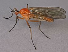 Empis concolor, Cilygroes Wood, Nordwales, Juli 2012 (16717931790) .jpg