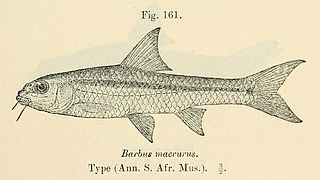 <span class="mw-page-title-main">Slender barb</span> Species of fish