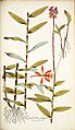 Epidendrum secundum Illustration (as Epidendrum elongatum) in: Nikolaus Joseph,Freiherr von Jacquin Icones plantarum rariorum (1781-1793)