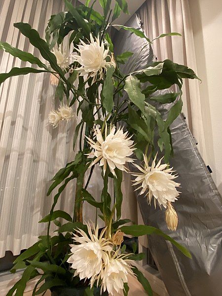 File:Epiphyllum Oxypetalum (Queen of the night) JPN1.jpg