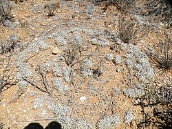 Eragrostis truncata 15140484.jpg