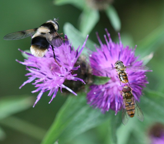 File:Eriozona syrphoides (female - Flickr - S. Rae.jpg