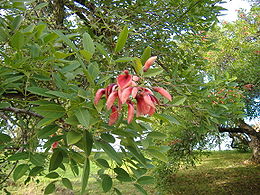 (Erythrina crista-galli)