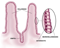 Intestino Delgado: Función del intestino delgado, Forma y relaciones del intestino delgado, Irrigación arterial