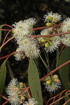 flowers and buds Eucalyptus bridgesiana flowers.jpg