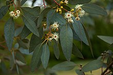 Eucalyptus gunni flowers.jpg