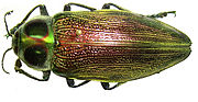 Euchroma gigantea 2.jpg