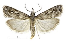 Eudonia ustiramis male.jpg