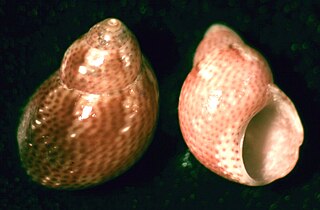 <i>Eulithidium affine</i> Species of gastropod