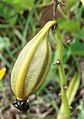 'Fruit' of Eulophia speciosa