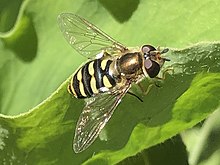 Eupeodes fumipennis.jpg