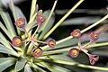 Euphorbia atropurpurea