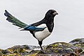 * Nomination An Eurasian magpie (Pica pica) in Gennevilliers, France. --Alexis Lours 17:57, 3 March 2024 (UTC) * Promotion  Support Good quality. --Velvet 08:17, 4 March 2024 (UTC)