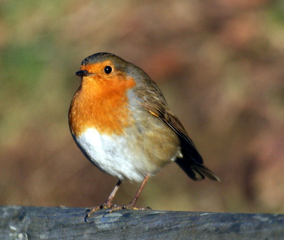 European robin - Wikipedia
