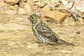 * Kandidimi European serin (Serinus serinus) female --Charlesjsharp 15:16, 2 June 2024 (UTC) * E miratuar  Support Good quality. --Ermell 20:29, 2 June 2024 (UTC)