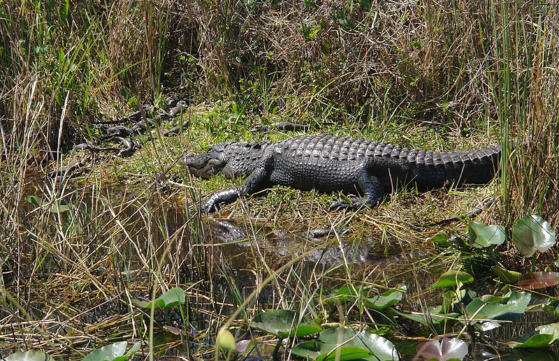 File:Everglades Alligator-babies.jpg