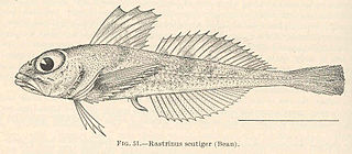 <i>Rastrinus</i> Species of fish