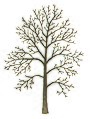 Fagus sylvatica tree illustration.jpg