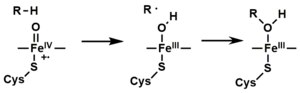 Oxygen rebound mechanism utilized by cytochrome P450 for conversion of hydrocarbons to alcohols via the action of "compound I", an iron(IV) oxide bound to a heme radical cation. FeIVO 2.tif