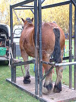 Fer À Cheval: Rôle du fer, Historique, Description