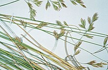 Festuca thurberi.jpg 