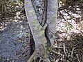 Ficus aurea (Florida strangler fig) (Sanibel Island, Florida, USA) 9 (25485238662).jpg