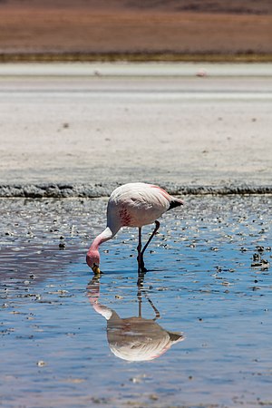 Close-up of an exemplar of Andean flamingo (Phoenicoparrus andinus) in the Laguna Hedionda, southwestern Bolivia.