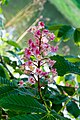 Blüte der Aesculus indica