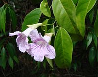 Bignonia corymbosa