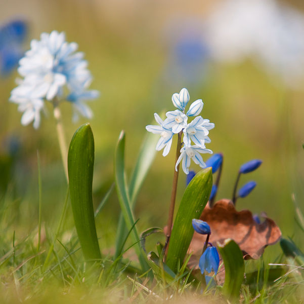 File:Flickr - Laenulfean - flower details.jpg