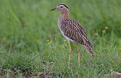 Flickr - Rainbirder - Double-striped Thick-Knee (Burhinus bistriatus).jpg