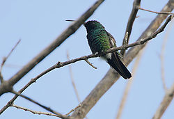 Flickr - Rainbirder - Green-throated Mango (Anthracocorax viridigula) (1).jpg