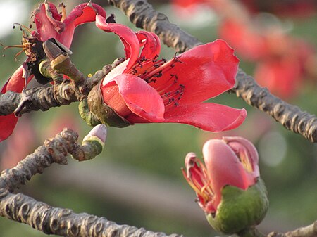 Tập_tin:Flower_of_Bombax_ceiba_in_Comilla,_Bangladesh.jpg