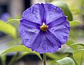 * Nomination Flower of Solanum aviculare --Commonists 14:55, 20 June 2021 (UTC) * Promotion  Support Good quality. --Nefronus 14:58, 20 June 2021 (UTC)