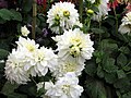 Flowers at Sims park, Conoor, Ooty