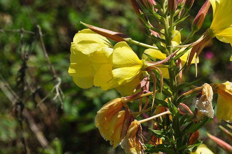 File:Flowers in Par (9611).jpg