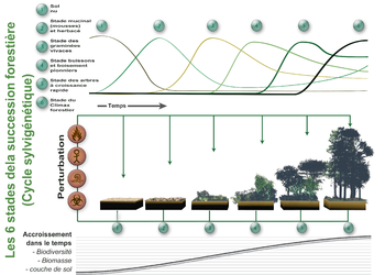 Classification des forêts