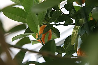 <i>Citrus obovata</i> Species of kumquat