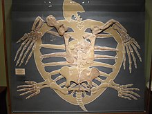 Body structure of fossilized Protostega Fossil sea turtle.jpg
