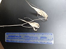 Approximately 1 year old remaining pods of fourleaf milkweed Fourleaf Milkweed Old Pods.jpg